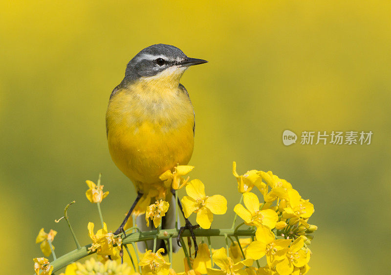 西黄瓦格尾 （莫塔西拉弗拉瓦） 油菜花